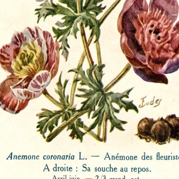 Berba Botanički Cvijeće Plakata i grafika Starinski Cvjetni Biljke Slikarstvo na Platnu Klasicni Zidni Umjetničke Slike za uređenje Dnevnog boravka